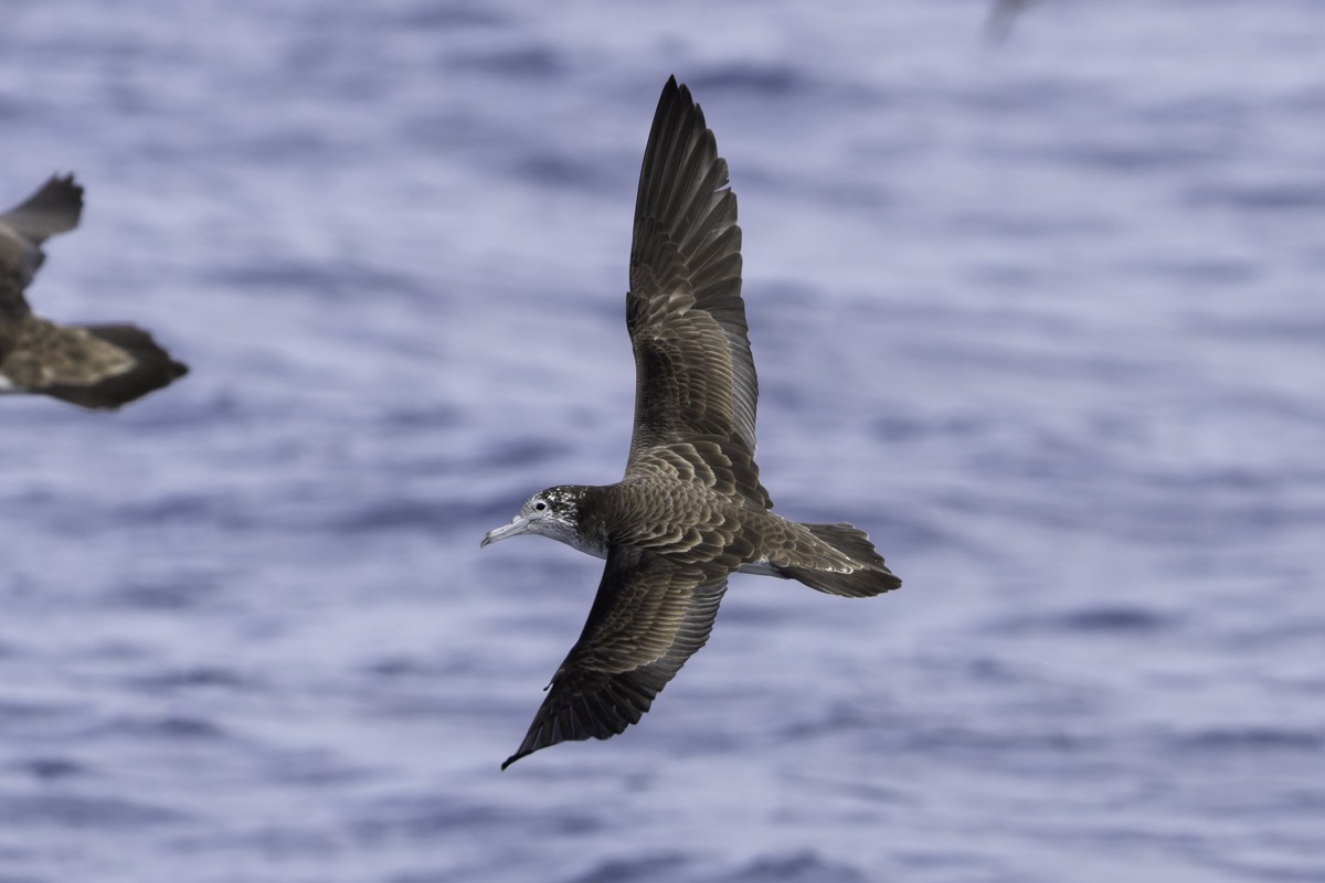 Streaked Shearwater - ML620597537