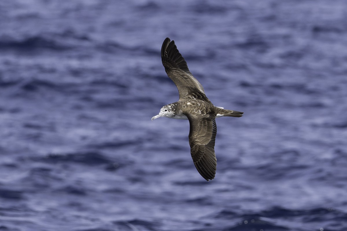 Streaked Shearwater - ML620597538