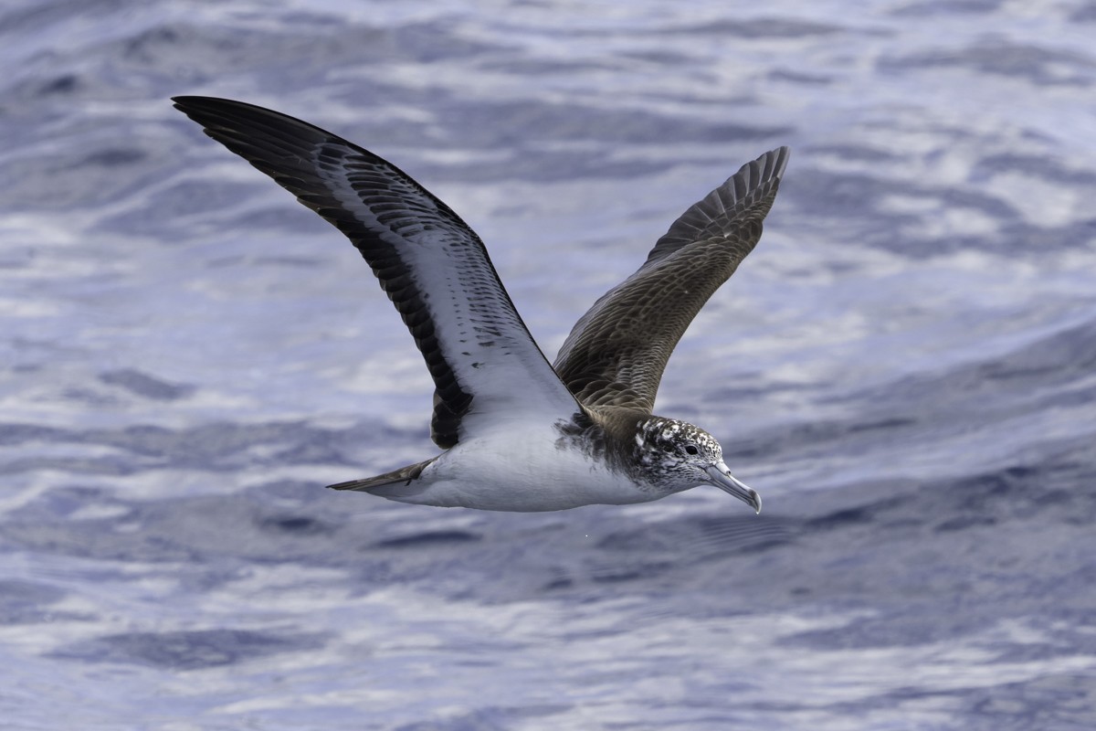 Streaked Shearwater - ML620597542