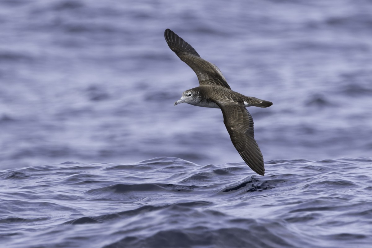 Streaked Shearwater - Raphael Lebrun