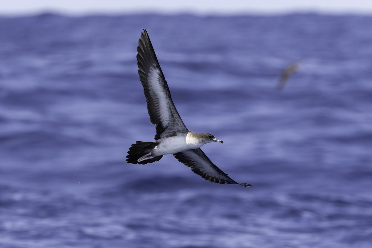 Wedge-tailed Shearwater - ML620597550