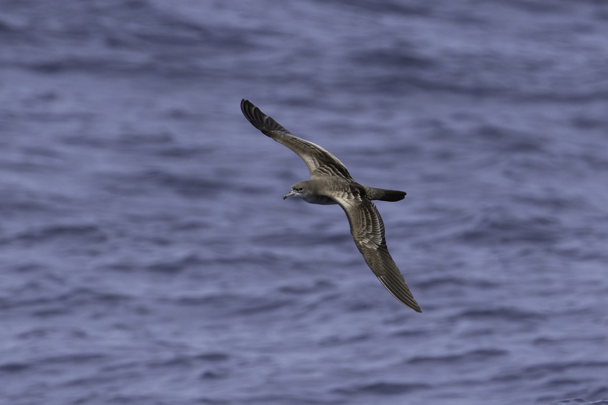 Wedge-tailed Shearwater - ML620597552