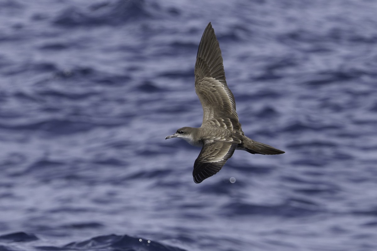 Wedge-tailed Shearwater - ML620597554