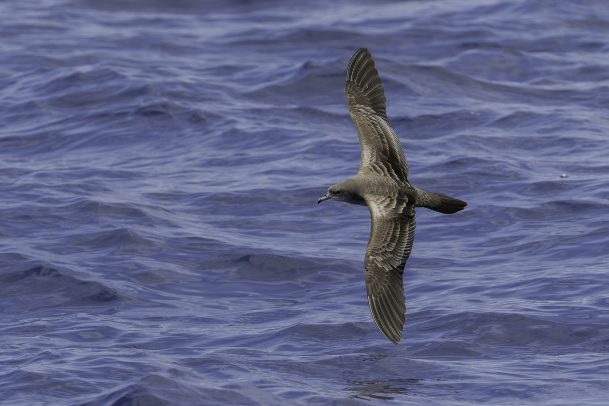 Wedge-tailed Shearwater - ML620597555