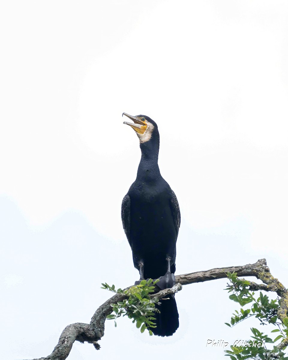 Great Cormorant - ML620597557