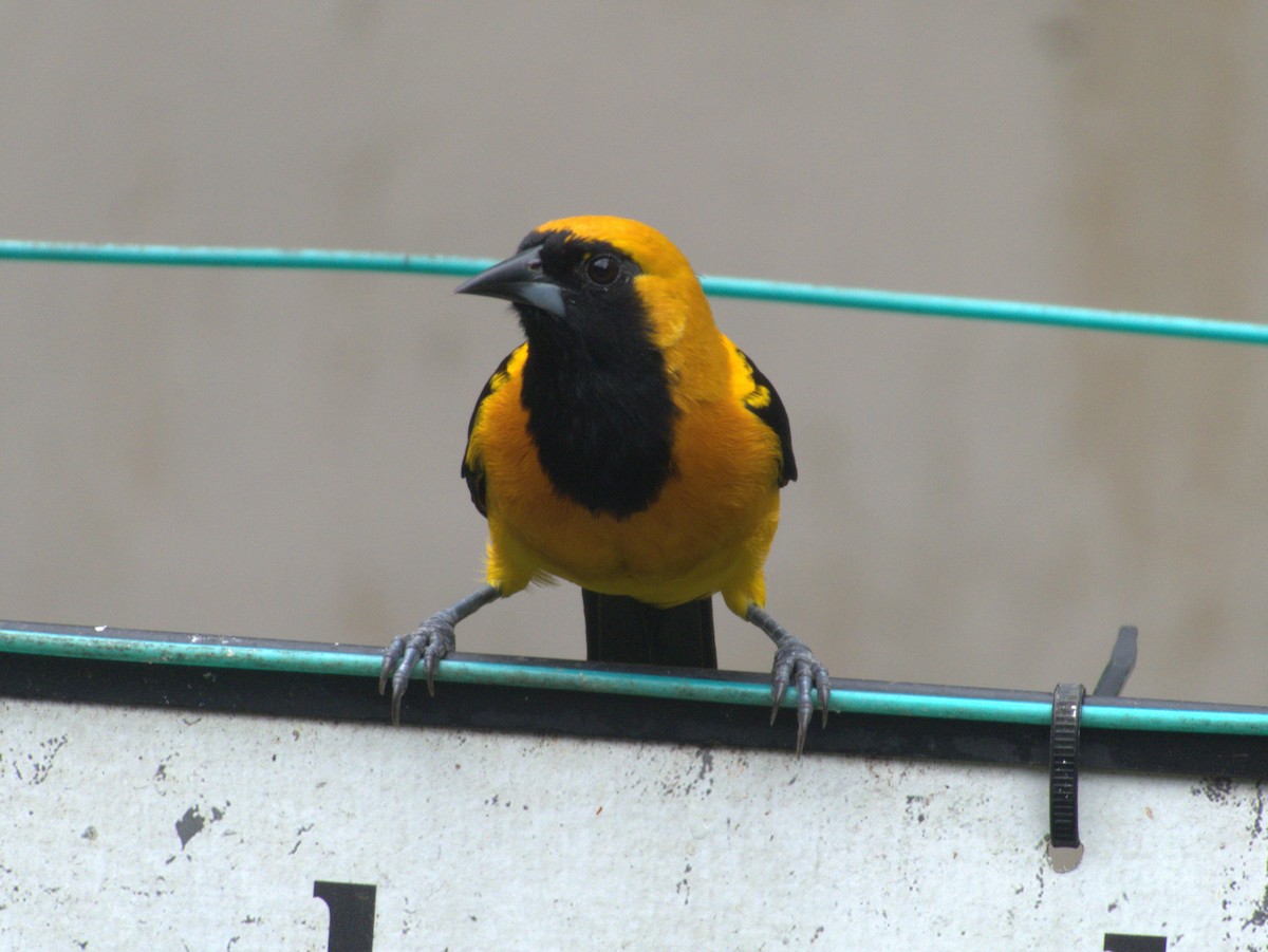 Yellow-backed Oriole - ML620597559