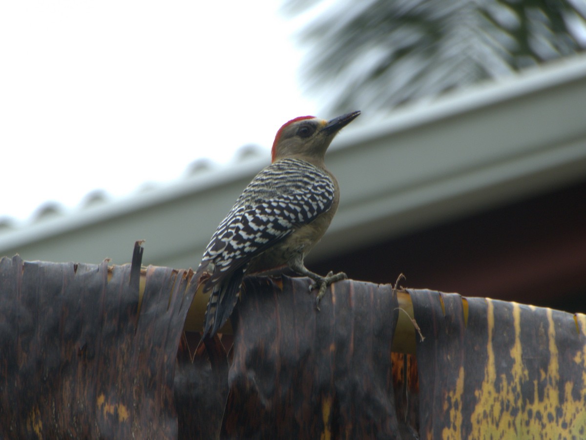 Red-crowned Woodpecker - ML620597560