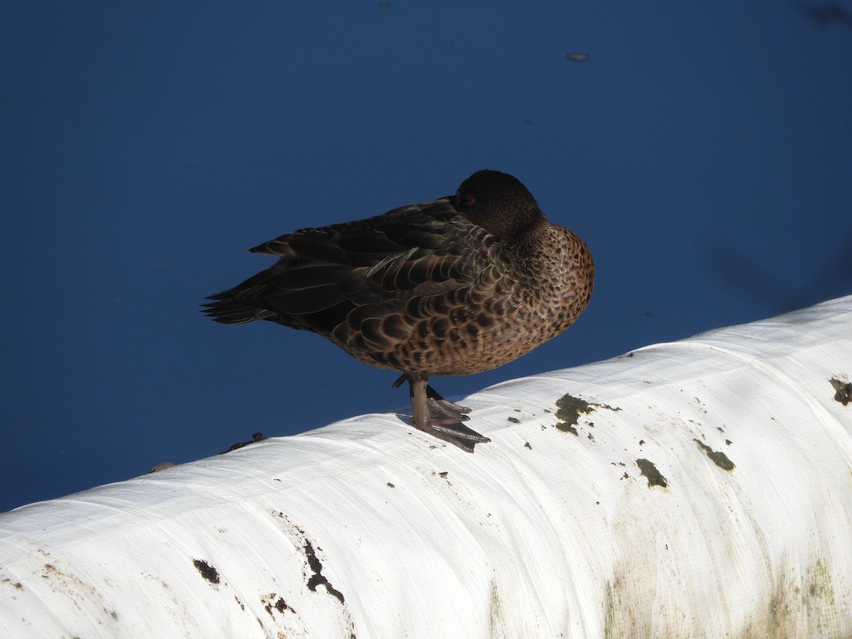 Chestnut Teal - ML620597561