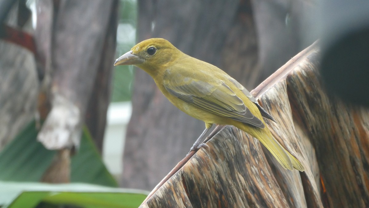 Summer Tanager - ML620597562