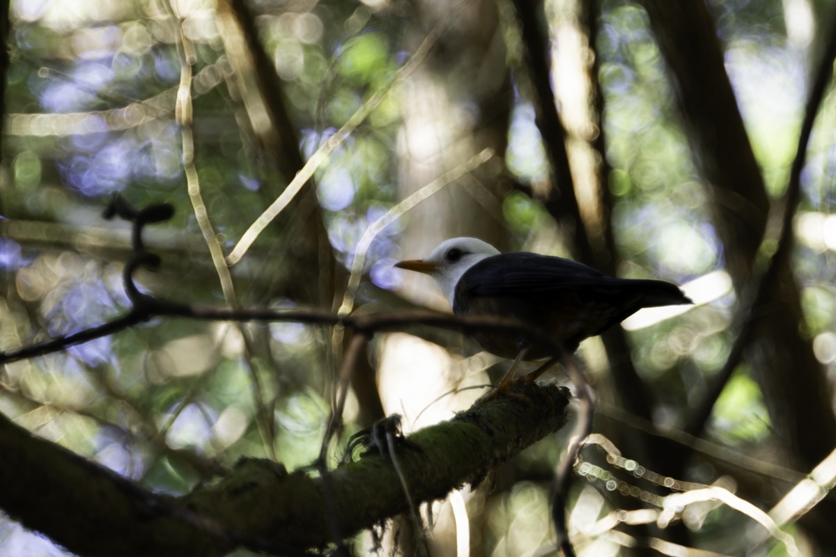 Taiwan Thrush - ML620597563