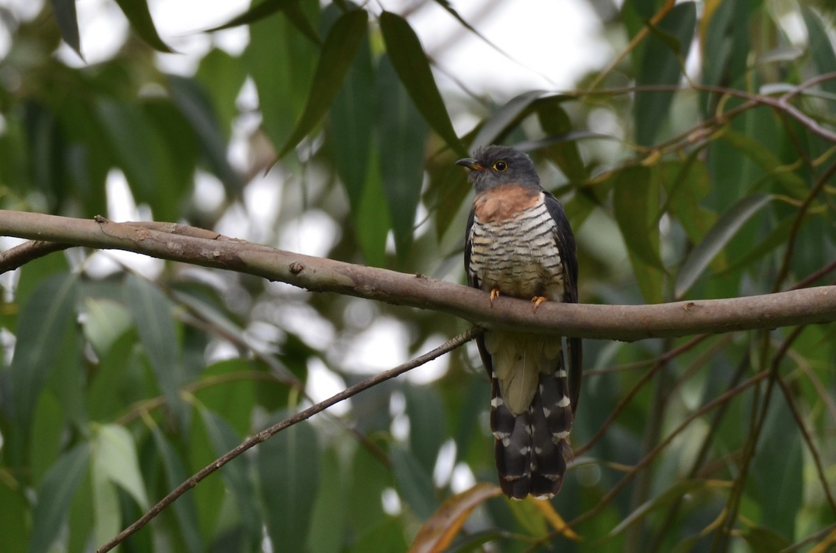Red-chested Cuckoo - ML620597566