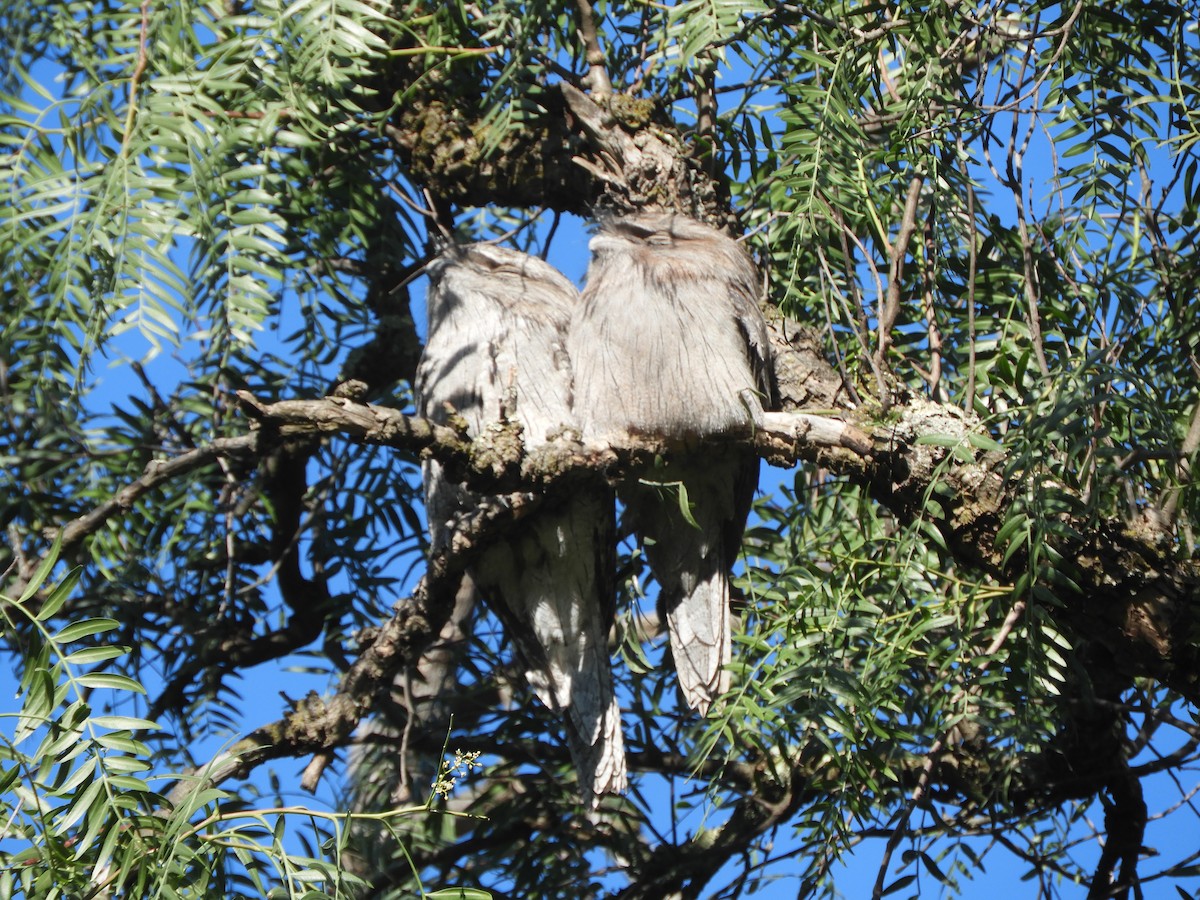 Tawny Frogmouth - ML620597567