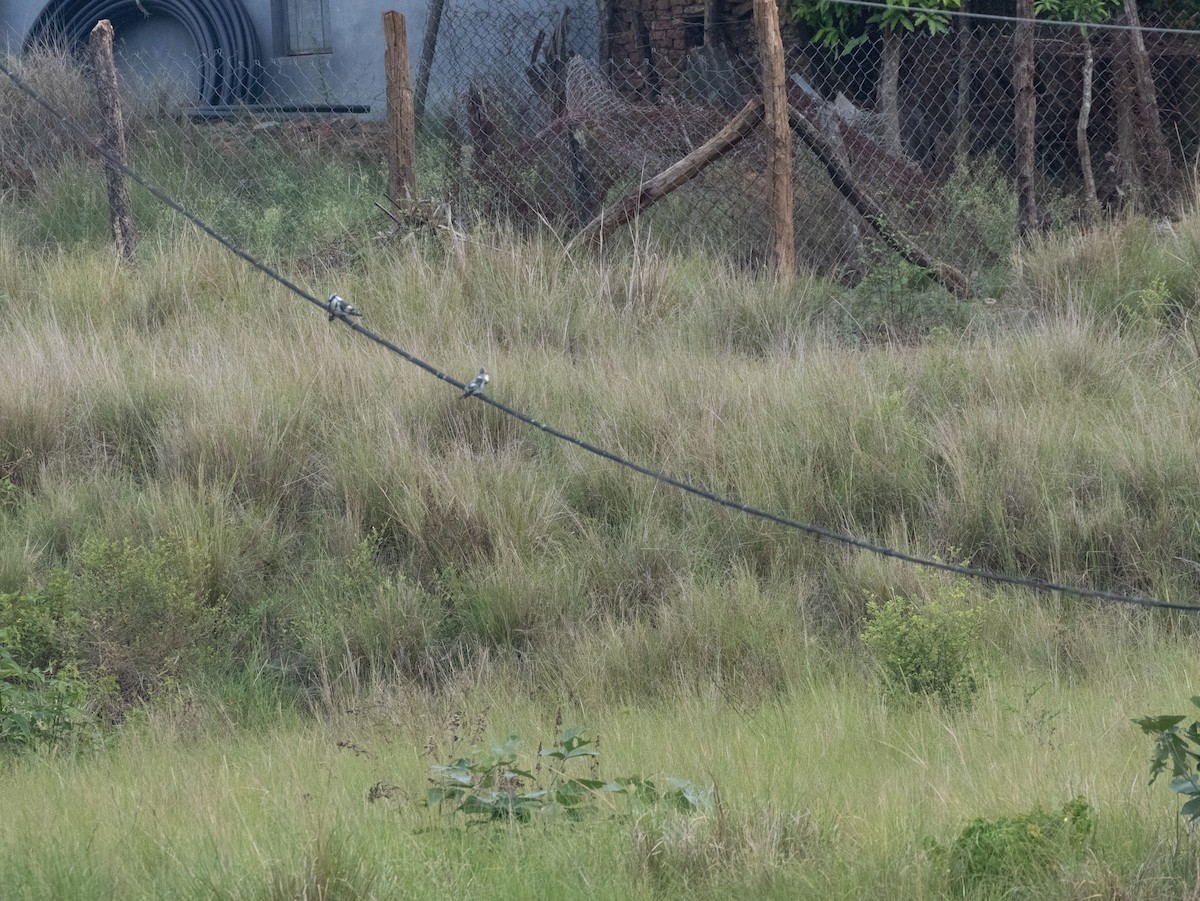 Pied Kingfisher - ML620597570