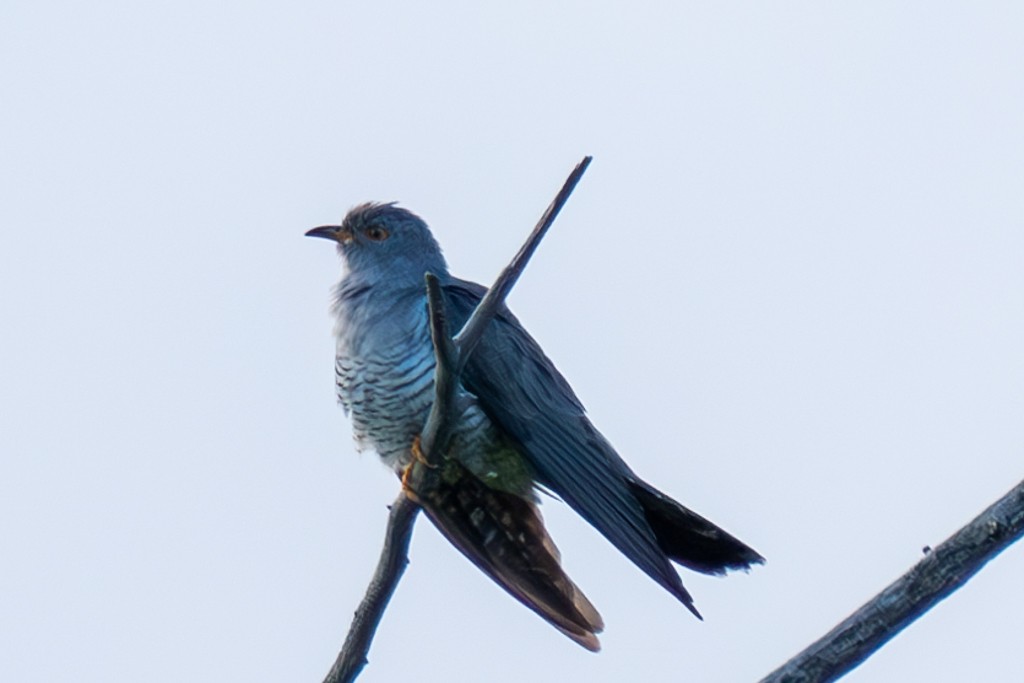 Common Cuckoo - ML620597571