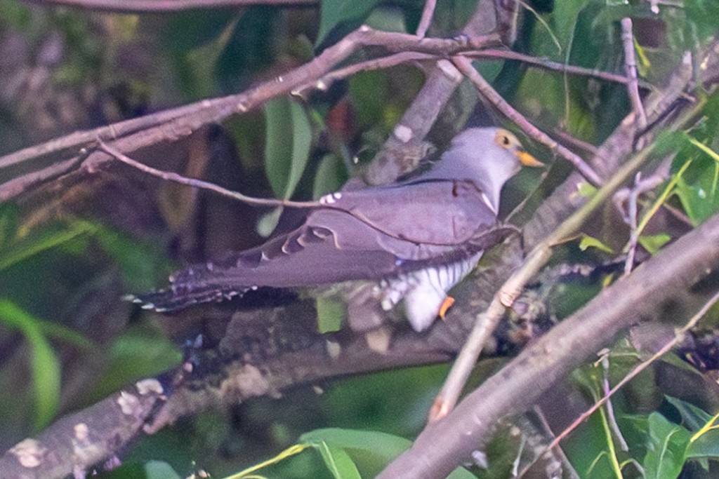 Common Cuckoo - ML620597572