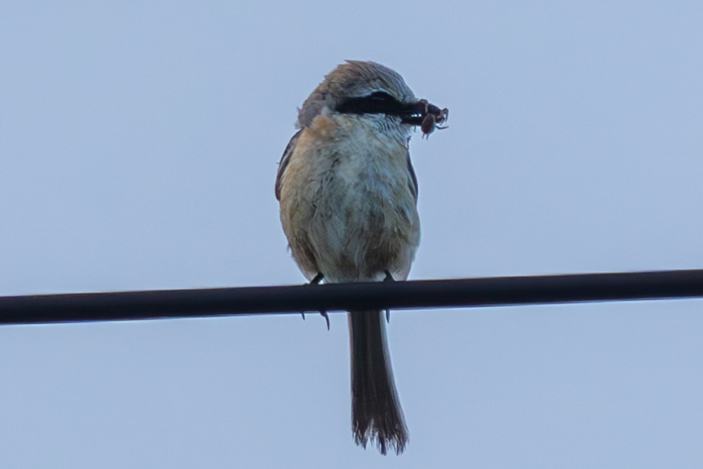 Bull-headed Shrike - ML620597573