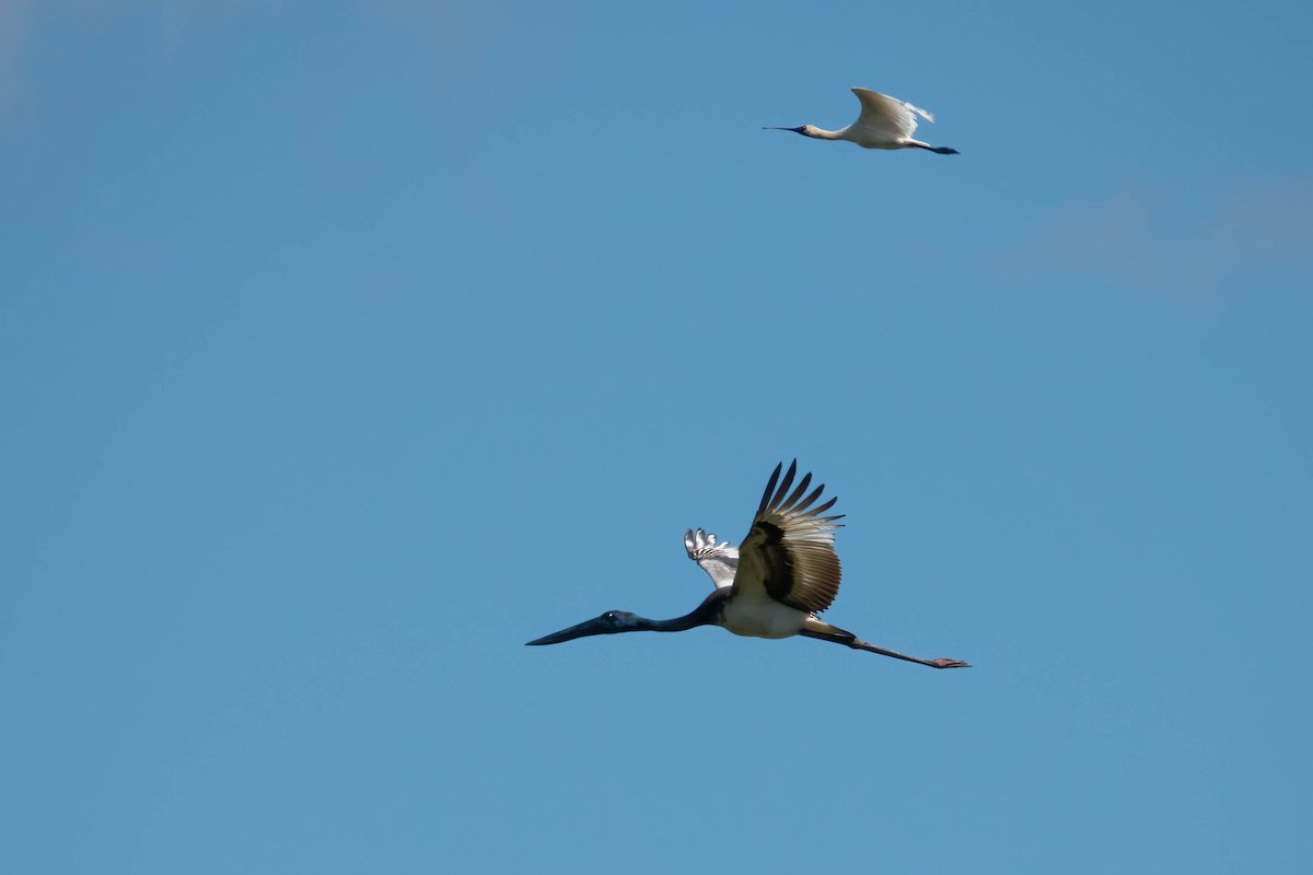 Black-necked Stork - ML620597575