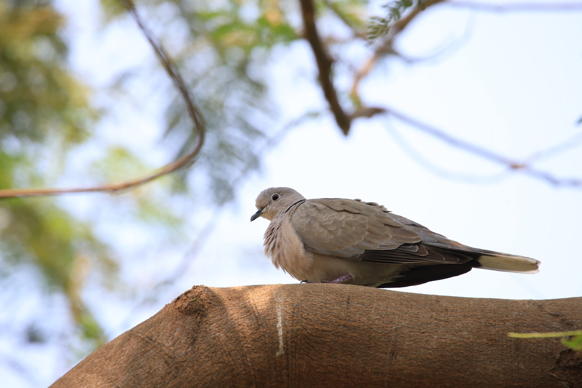 Eurasian Collared-Dove - ML620597577