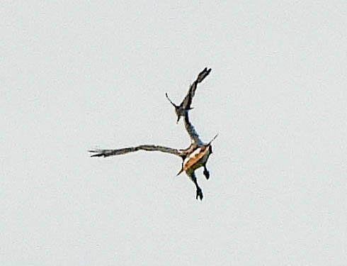 Red-tailed Hawk - Susan Brauning