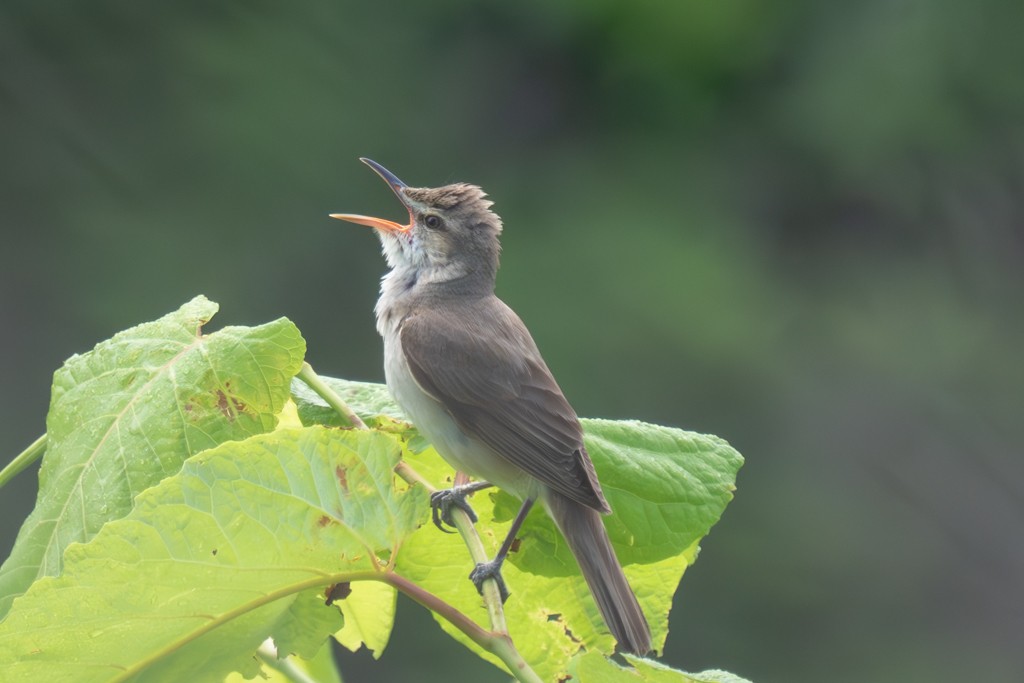 Oriental Reed Warbler - ML620597582