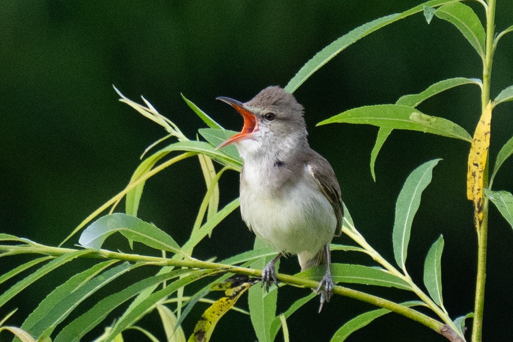 Oriental Reed Warbler - ML620597583