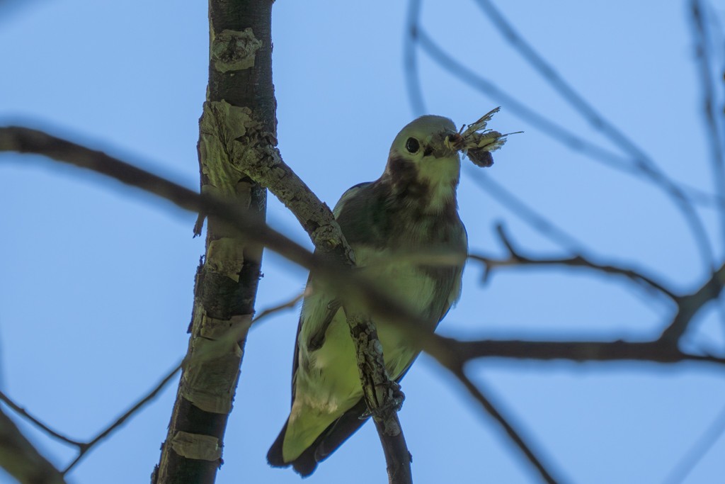 Chestnut-cheeked Starling - ML620597589