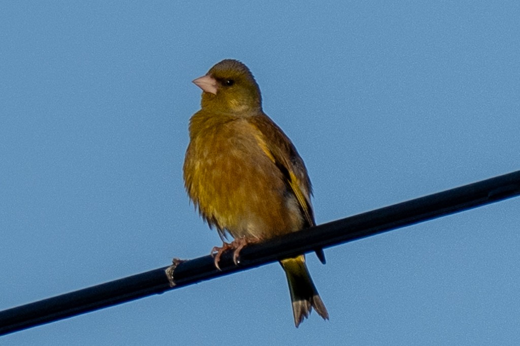 Oriental Greenfinch - ML620597590