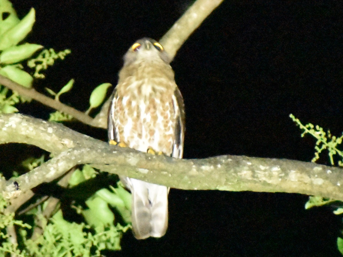 Brown Boobook - ML620597597