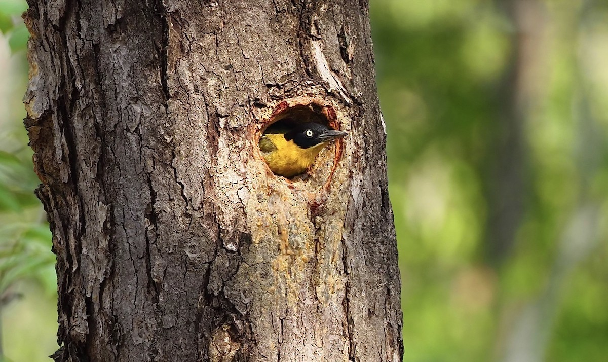 Black-headed Woodpecker - ML620597603