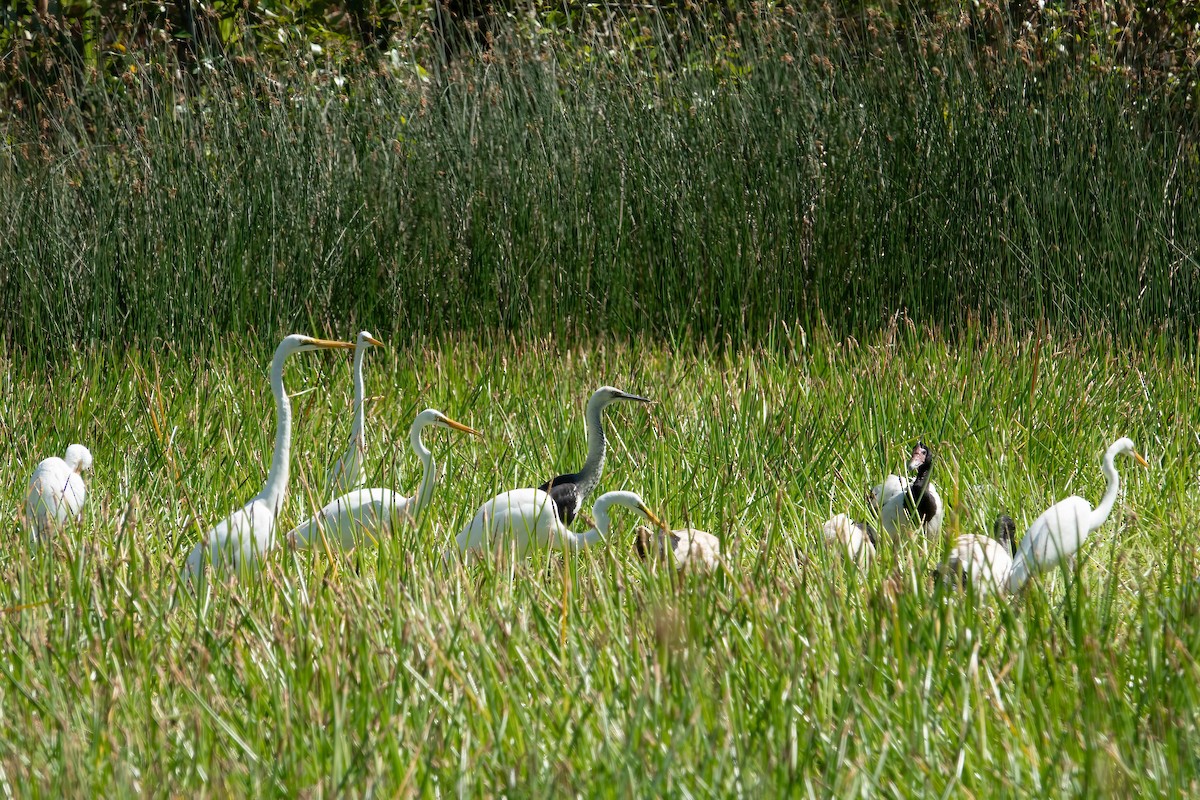 Garza Cuelliblanca - ML620597608