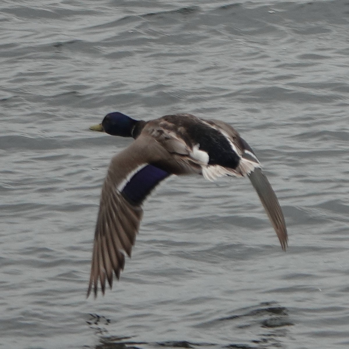 Mallard - Doug Wassmer