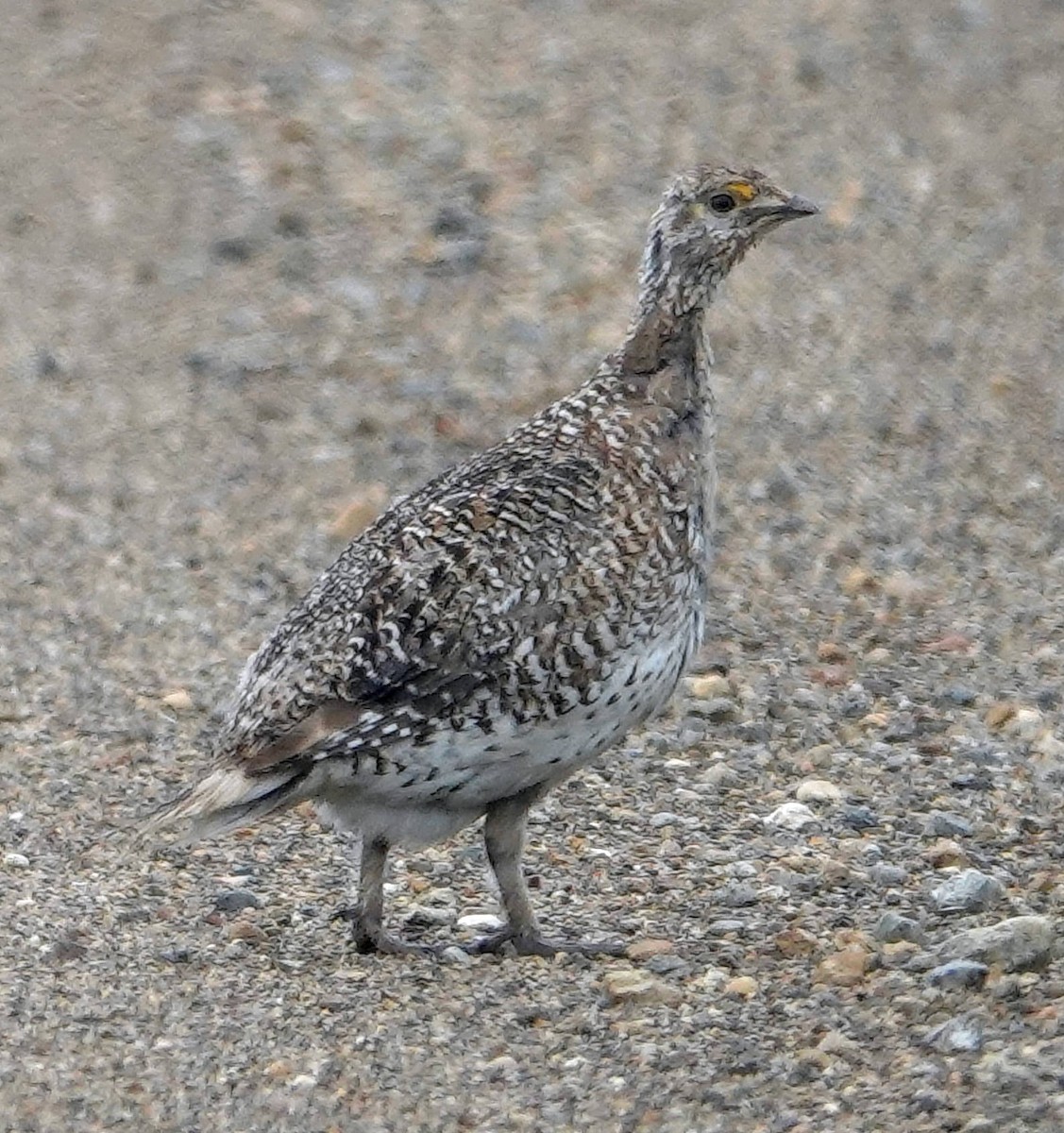 Gallo de las Praderas Rabudo - ML620597616