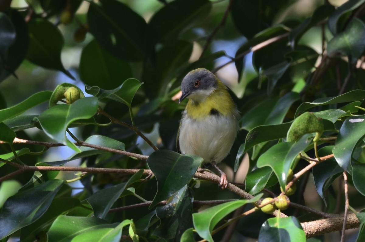 Yellow-breasted Apalis - Chad Pumpelly