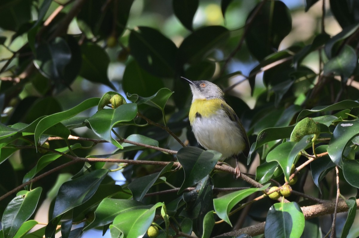 Apalis Pechigualdo - ML620597619