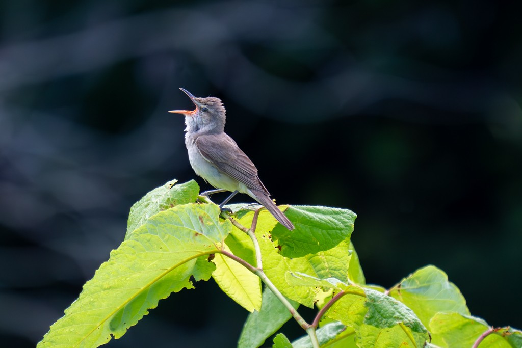 Oriental Reed Warbler - ML620597620