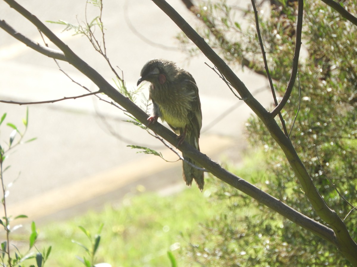 Red Wattlebird - Charles Silveira