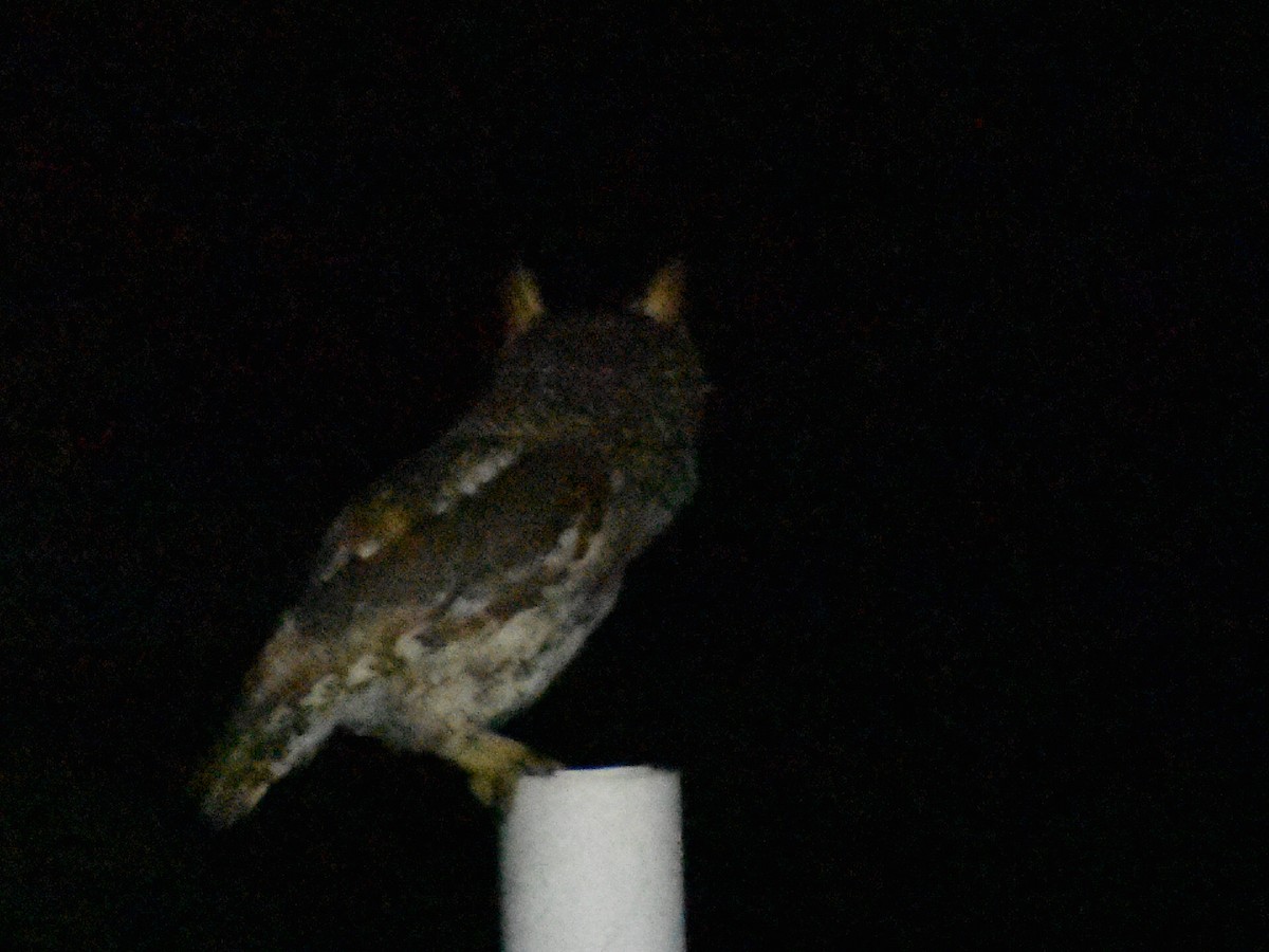 Oriental Scops-Owl - Dilip Savalia