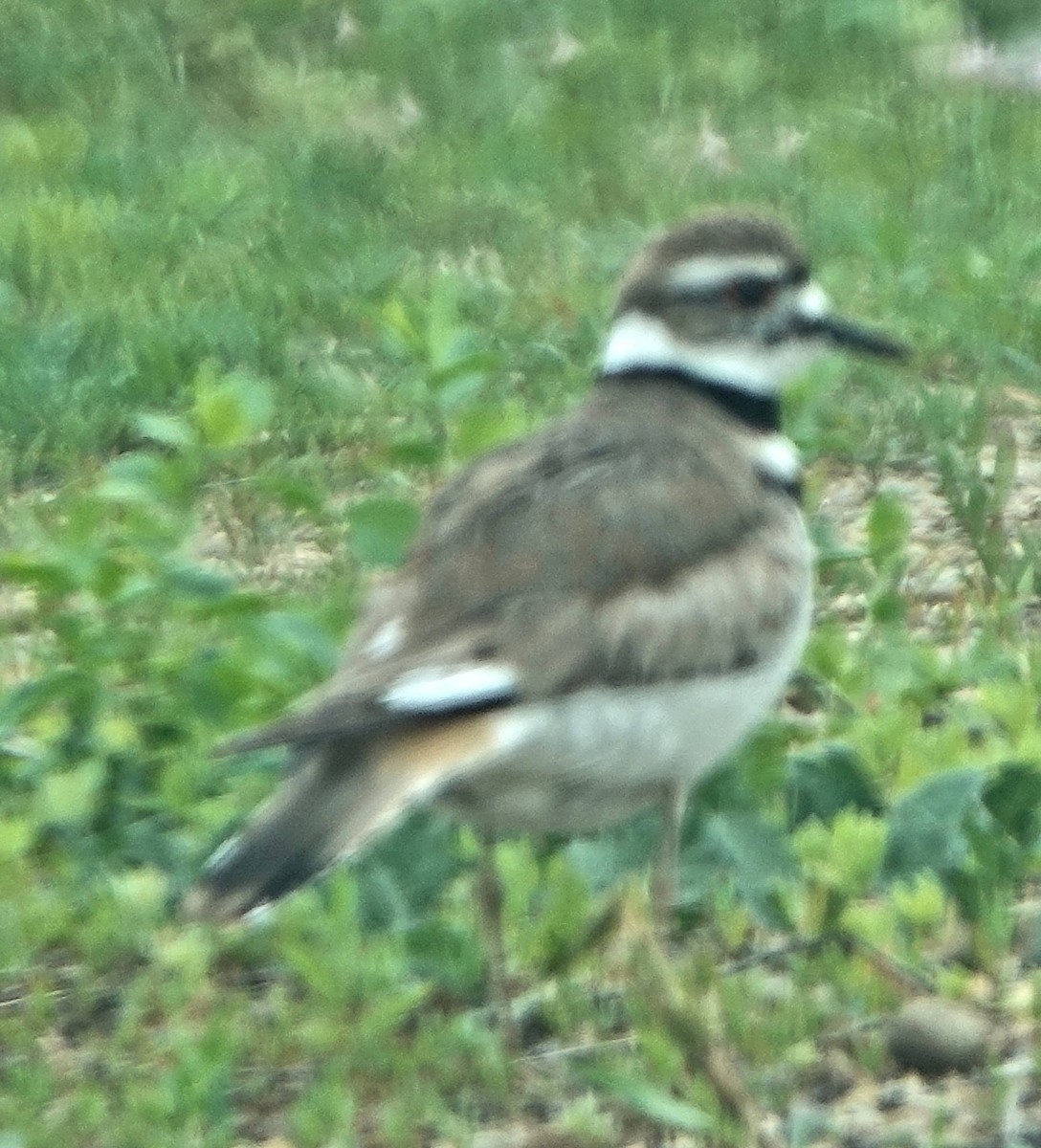 Killdeer - ML620597625