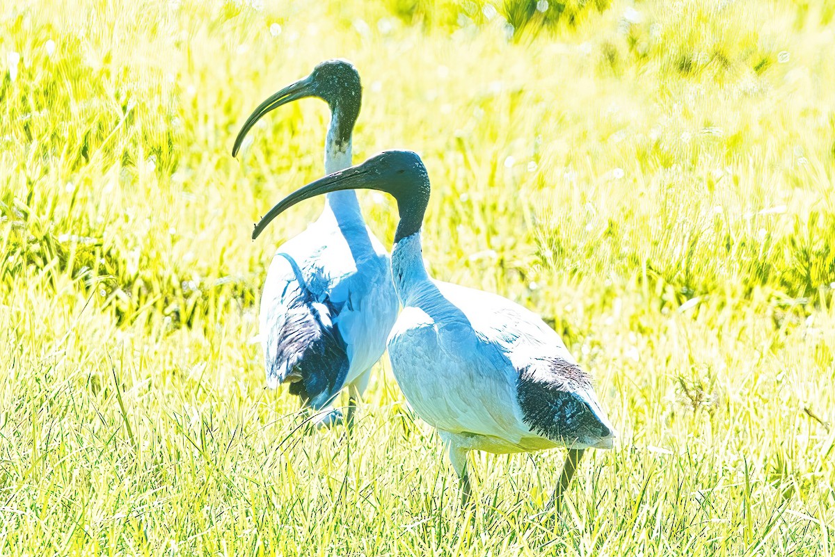 Australian Ibis - ML620597627