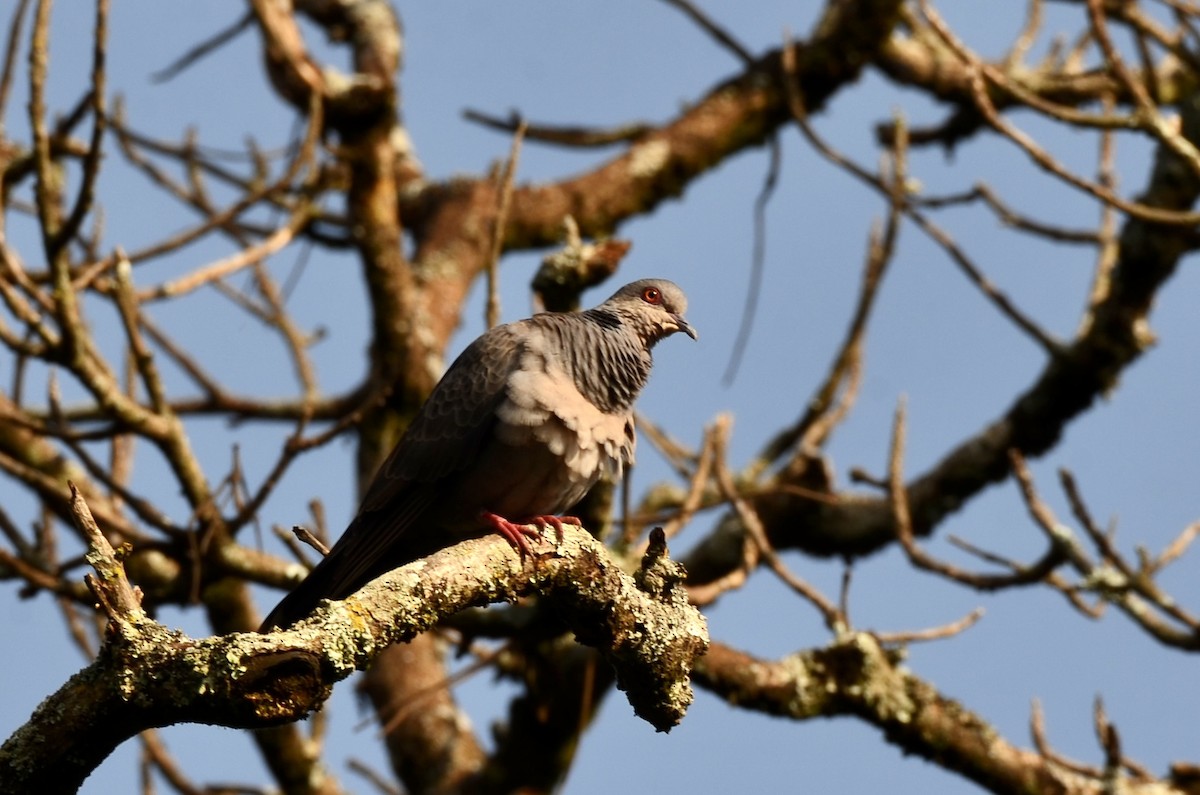 Dusky Turtle-Dove - ML620597629