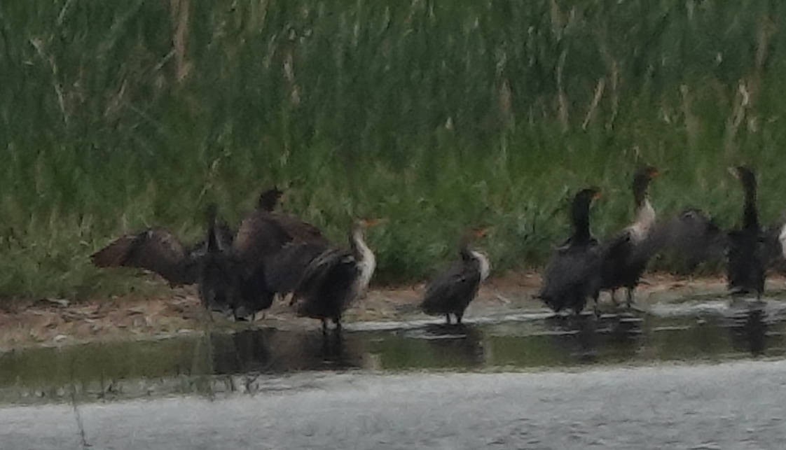 Double-crested Cormorant - ML620597635