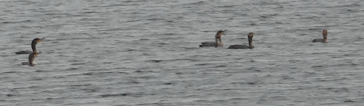 Double-crested Cormorant - ML620597636