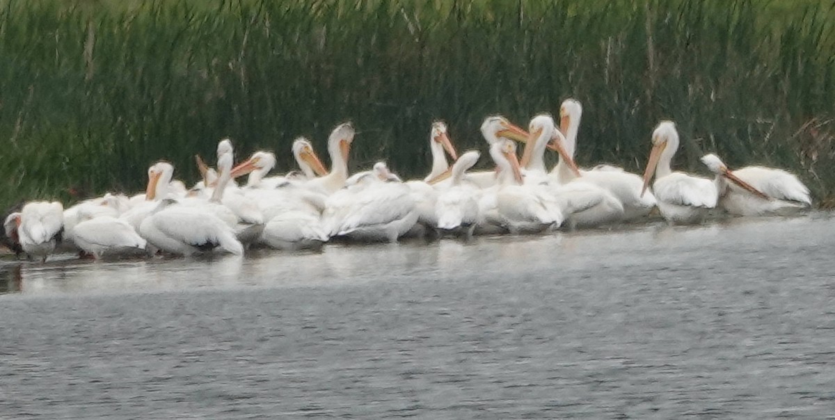 American White Pelican - ML620597637