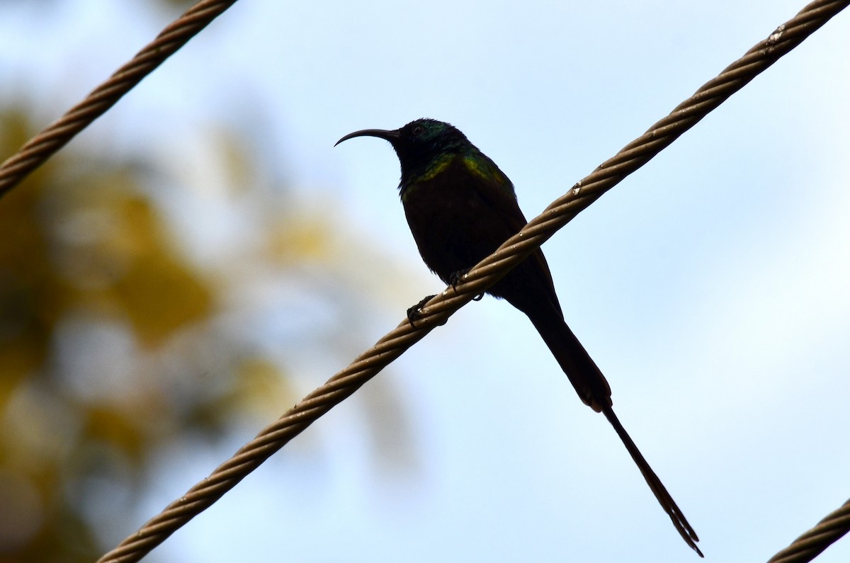 Bronze Sunbird - ML620597638