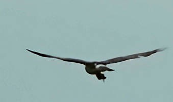 Northern Harrier - ML620597639