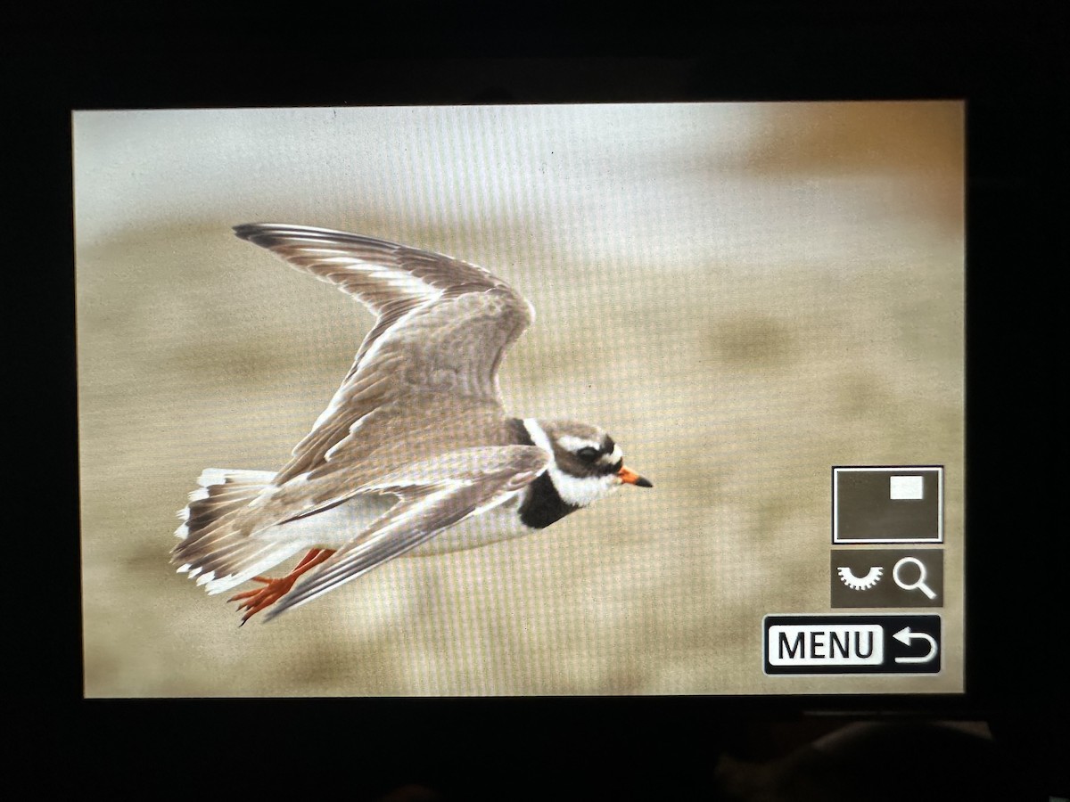 Common Ringed Plover - ML620597648