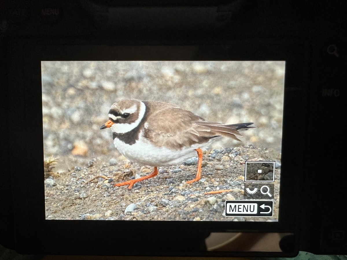 Common Ringed Plover - ML620597649