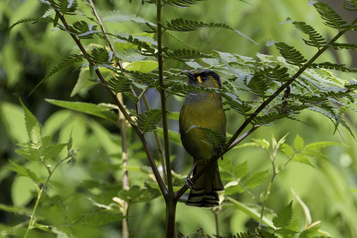 Steere's Liocichla - ML620597662