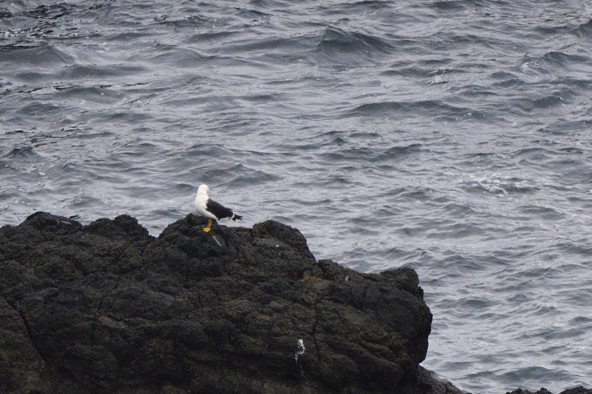 Kelp Gull - ML620597668