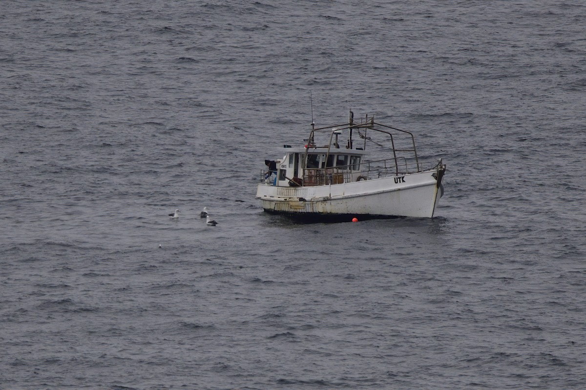 Albatros à cape blanche - ML620597672